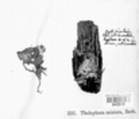 Image of Thelephora miniata